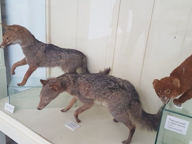 Museo de Ciencias Naturales "Amado Bompland"